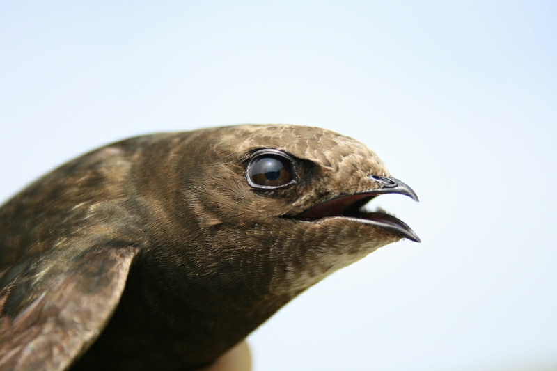 De Komst van de Gierzwaluwen De Komst van de Gierzwaluwen